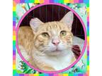 Adopt GREG a Domestic Short Hair