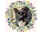 Adopt FRANK a Domestic Short Hair