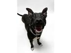 Adopt CHASE a Sheep Dog, Pit Bull Terrier