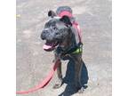 Adopt Duke a Cane Corso