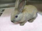 Adopt JIBBY a Bunny Rabbit