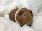 Adopt HAAGEN-DAZS a Guinea Pig