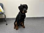 Adopt ATLAS a Rottweiler