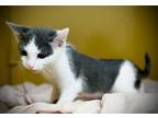 Adopt WONTON a Domestic Short Hair