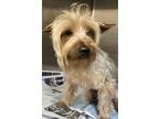 Adopt TED a Yorkshire Terrier