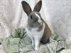 Adopt TETRIS a Bunny Rabbit