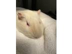 Adopt MCCONNELLS a Guinea Pig