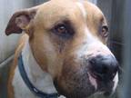 Adopt STONY a Pit Bull Terrier