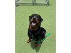 Adopt ROCKY a Rottweiler