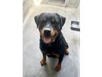 Adopt CRY BABY a Rottweiler