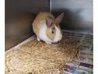Adopt A2138403 a Bunny Rabbit