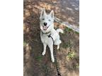 Adopt KOBE a Husky