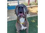 Adopt BLUE a Pit Bull Terrier