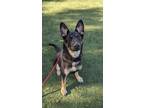 Adopt SLIM a German Shepherd Dog