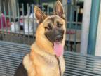 Adopt SULLY a German Shepherd Dog