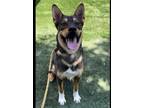 Adopt ROCKY a German Shepherd Dog