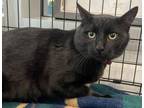 Adopt PUMA a Domestic Short Hair