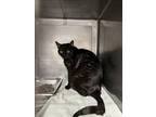 Adopt SCOUT a Domestic Short Hair