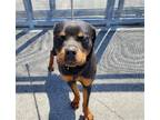 Adopt CHARGER a Rottweiler