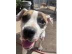 Adopt BRUCE a Pit Bull Terrier, Boxer