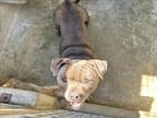 Adopt LIL YUMMY a Pit Bull Terrier