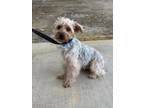 Adopt GRADY a Yorkshire Terrier