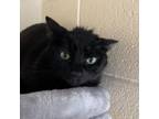 Adopt Crosby a Domestic Short Hair