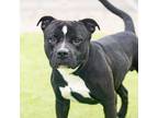 Adopt A846757 a Pit Bull Terrier