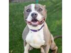 Adopt CHAMP a Pit Bull Terrier