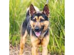 Adopt BEN a German Shepherd Dog