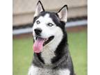 Adopt SITKA a Siberian Husky