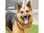 Adopt LUKE a German Shepherd Dog