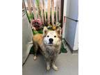 Adopt GUNNER a Siberian Husky