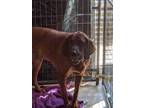 Adopt A203294 a Bloodhound