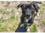 Adopt FLUFFY a Black Mouth Cur, Mixed Breed