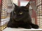 Adopt HANS a Domestic Long Hair