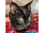 Adopt Mozart a Domestic Short Hair