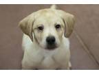 Adopt Hulk a Labrador Retriever