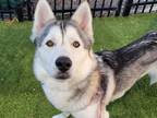 Adopt FRISCO a Siberian Husky