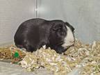 Adopt EVEREST a Guinea Pig