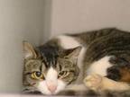 Adopt KIT KAT a Domestic Short Hair