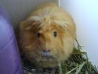 Adopt BUSTER a Guinea Pig