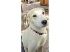 Adopt PAULIE a Great Pyrenees