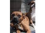 Adopt BUGSY a Boxer