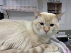 Adopt CHEESE a Siamese, Domestic Short Hair