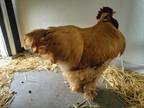 Adopt ROOSTER a Chicken