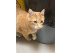 Adopt SIMBA a Domestic Short Hair