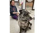 Adopt Tucker a Cattle Dog, Mixed Breed