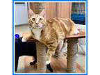 Adopt Colby (bonded Bentley) Willow Grove (9/28/21-111) a Tabby