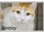 Adopt Bentley (bonded Colby) Willow Grove (9/28/21-102) a Tabby